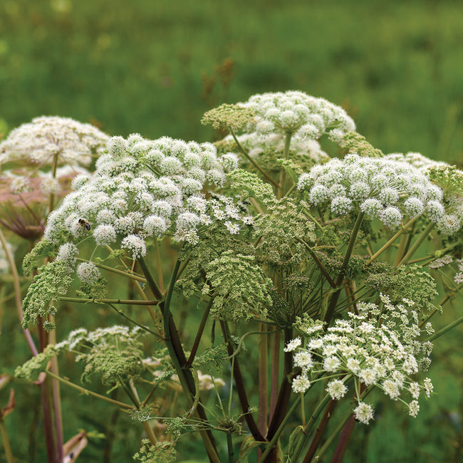 Close-up of Angelica archangelica showing white umbrella-shaped flower clusters and tall green foliage with blurred garden background