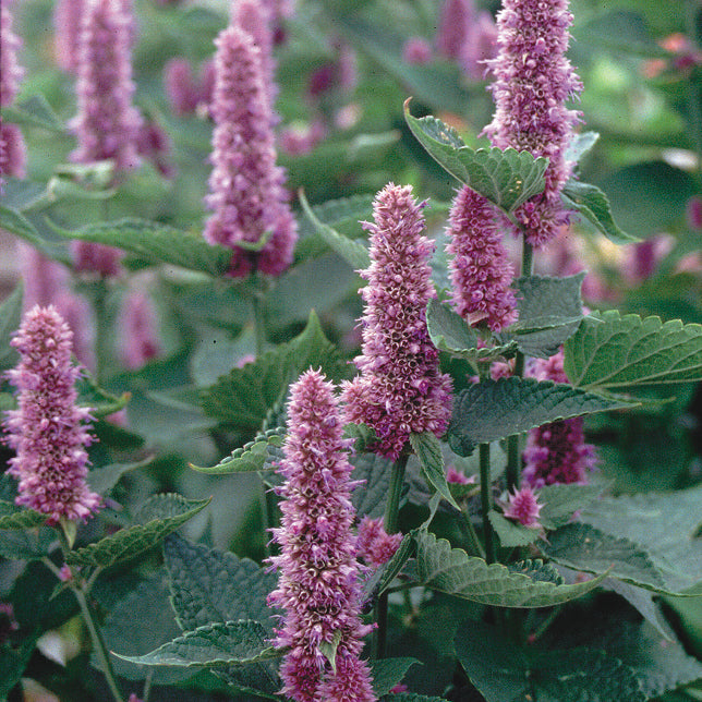 Close-up of Blue Anise Hyssop showing indigo-violet flower spikes and green foliage