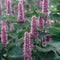Close-up of Blue Anise Hyssop showing indigo-violet flower spikes and green foliage