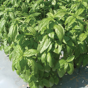 Close-up of Aroma II basil plant showcasing thick glossy dark green leaves against a blurred outdoor background