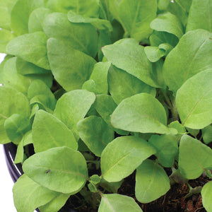 HOLY GREEN-BASIL