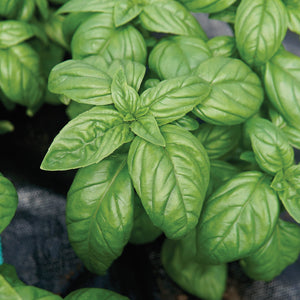 Close-up of Emily Genovese basil plant showcasing glossy, large aromatic leaves and compact growth with dark fabric pot background