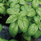 Close-up of Emily Genovese basil plant showcasing glossy, large aromatic leaves and compact growth with dark fabric pot background