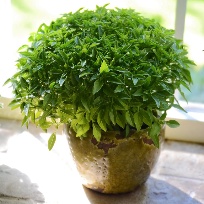 Top view of Finissimo Verde a Palla basil plant in a small pot showcasing its compact globe-shaped habit and tiny thin leaves