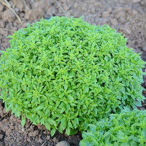 Close-up of Finissimo Verde a Palla basil plant showcasing a dense globe-shaped mound of small bright green leaves on soil background