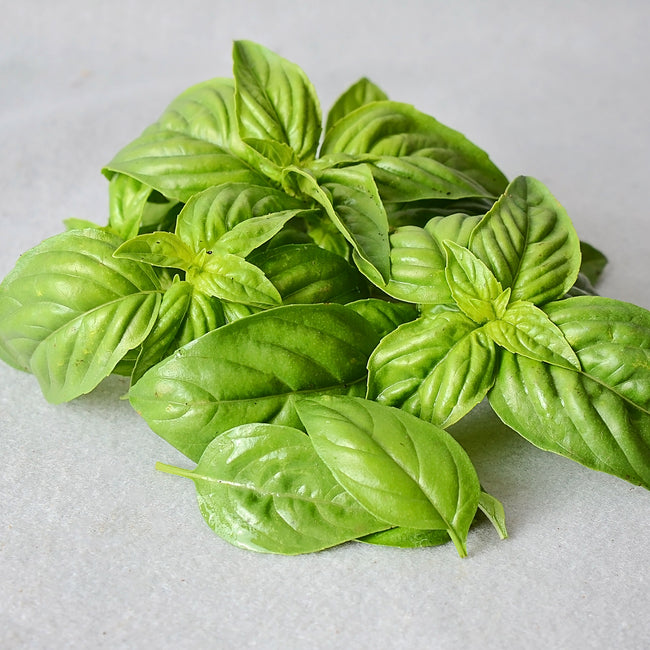 Close-up of sweet basil leaves showcasing bright green crinkled foliage on a light gray background
