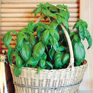 Front view of Sweet basil plant in a woven wicker basket showcasing large glossy green leaves against a wooden shutter background