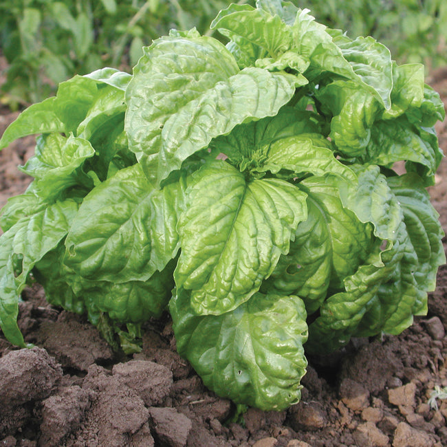Front view of Mammoth Sweet basil plant showcasing large puckered yellow-green leaves in garden soil