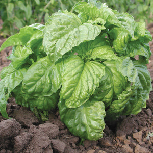 Front view of Mammoth Sweet basil plant showcasing large puckered yellow-green leaves in garden soil
