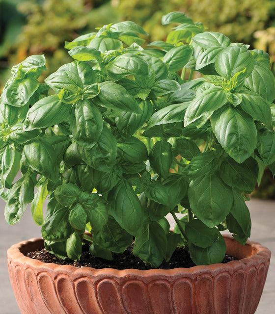 DOLCE FRESCA-BASIL