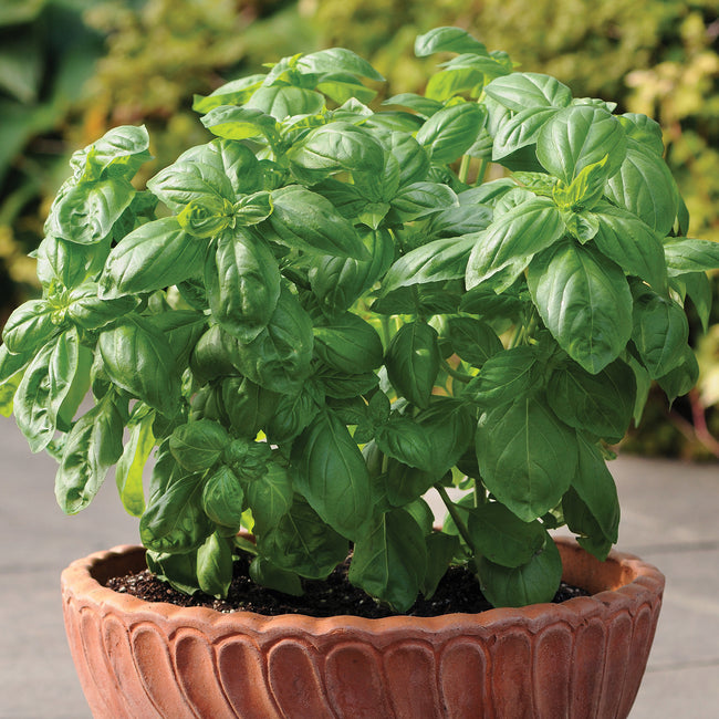 DOLCE FRESCA-BASIL