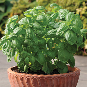DOLCE FRESCA-BASIL