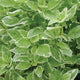 Close-up of Pesto Perpetuo basil transplant showcasing variegated light-green leaves with cream edges and dense foliage