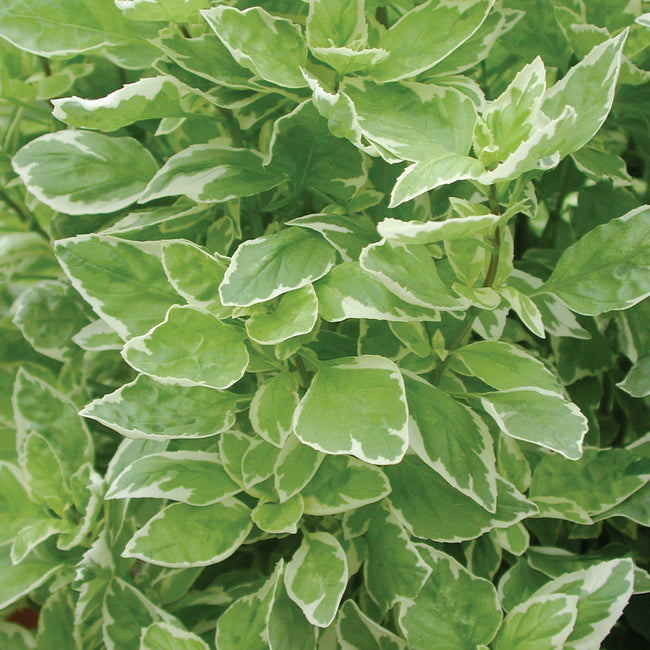 Close-up of Pesto Perpetuo basil transplant showcasing variegated light-green leaves with cream edges and dense foliage