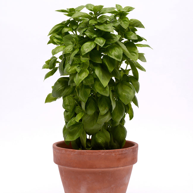 Front view of Everleaf Emerald Towers basil in terracotta pot, columnar form with dense green leaves on white background