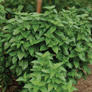 EVERLEAF EMERALD TOWERS-BASIL