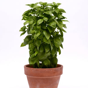 Front view of Everleaf Emerald Towers basil in terracotta pot, columnar form with dense green leaves on white background