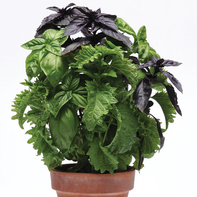 Front view of Try Basil Simplyherbs basil with mixed green and purple leaves in a terracotta pot on white background