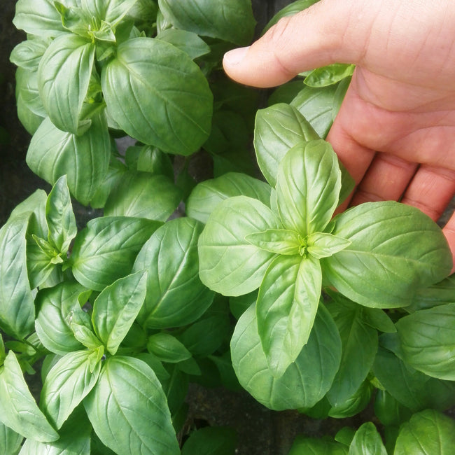 Close-up of Prospera basil leaves showcasing large glossy green leaves on the plant
