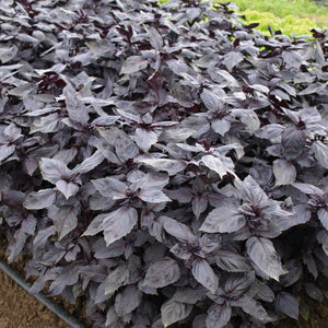 ROSIE-BASIL