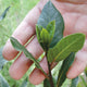 Close-up of bay laurel transplant branch showing glossy aromatic leaves held in a hand with blurred grass background