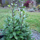 Front view of bay laurel transplant showing upright woody stems and glossy aromatic leaves in a backyard garden