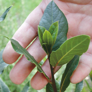 Close-up of bay laurel transplant branch showing glossy aromatic leaves held in a hand with blurred grass background