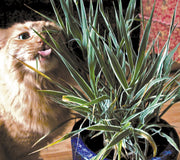 Orange long-haired cat nibbling variegated cat grass in a blue ceramic pot on a hardwood floor