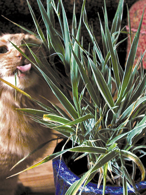 Orange long-haired cat nibbling variegated cat grass in a blue ceramic pot on a hardwood floor