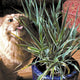 Orange long-haired cat nibbling variegated cat grass in a blue ceramic pot on a hardwood floor