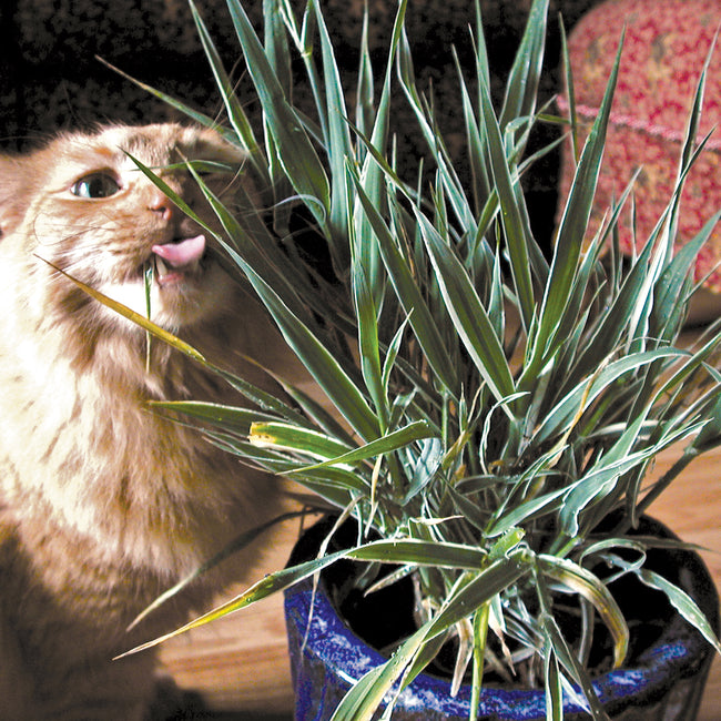 Orange long-haired cat nibbling variegated cat grass in a blue ceramic pot on a hardwood floor
