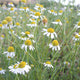 Front view of German chamomile plant showing clusters of small white daisy‑like flowers with yellow centers in a green field