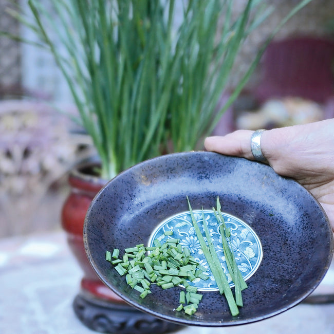 Front view of Geisha garlic chives showing flat ribbon-like green leaves and white flower clusters on a light background