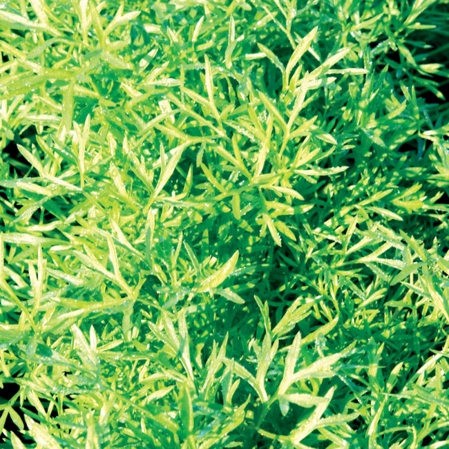 Close-up of Confetti coriander (cilantro) showcasing frilly, deeply divided bright green leaves against a green background