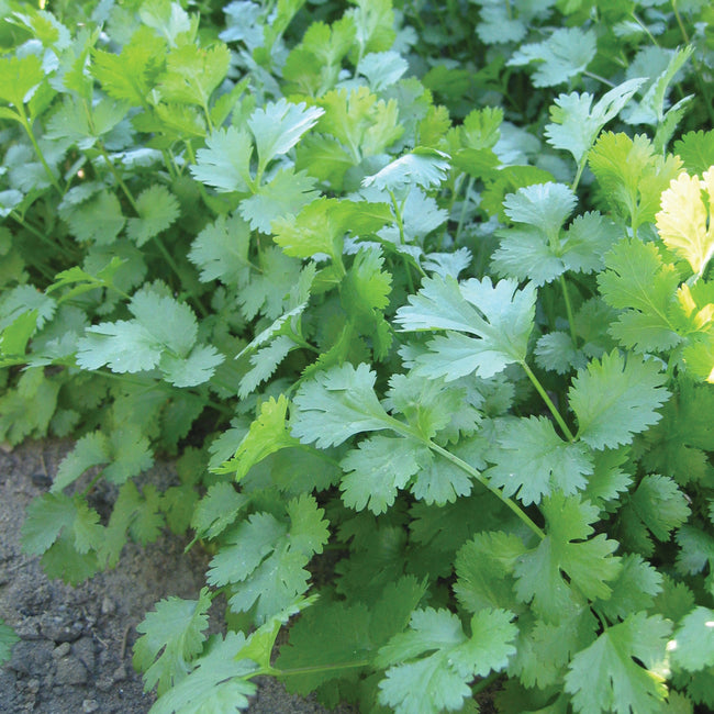 Close-up of Marino coriander (cilantro) showcasing deep green, ferny leaves with garden soil background