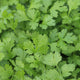 Close-up of Calypso coriander (cilantro) leaves showing bright green, deeply lobed foliage