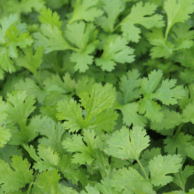 Close-up of Calypso coriander (cilantro) leaves showing bright green, deeply lobed foliage