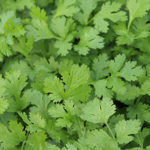 Close-up of Calypso coriander (cilantro) leaves showing bright green, deeply lobed foliage