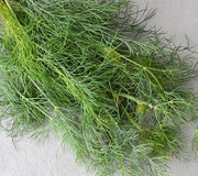 Close-up of Dukat dill bunch showcasing fine feathery green foliage on a light gray background