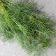 Close-up of Dukat dill bunch showcasing fine feathery green foliage on a light gray background