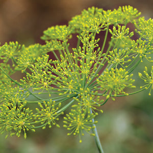 Close up of Dukat dill seed heads showcasing fine feathery foliage and yellow green umbels on a blurred background