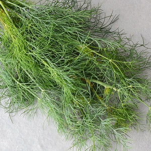 Close-up of Dukat dill bunch showcasing fine feathery green foliage on a light gray background