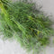 Close-up of Dukat dill bunch showcasing fine feathery green foliage on a light gray background