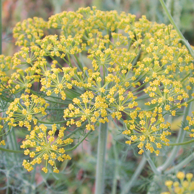 Close-up of Fernleaf dill plant showing yellow umbel flowers and feathery, fernlike foliage against a blurred garden background