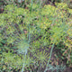 Close-up of Long Island Mammoth dill showing feathery green leaves and yellow umbels