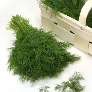 Close-up of Hera dill sprigs showcasing feathery blue-green foliage on a white background