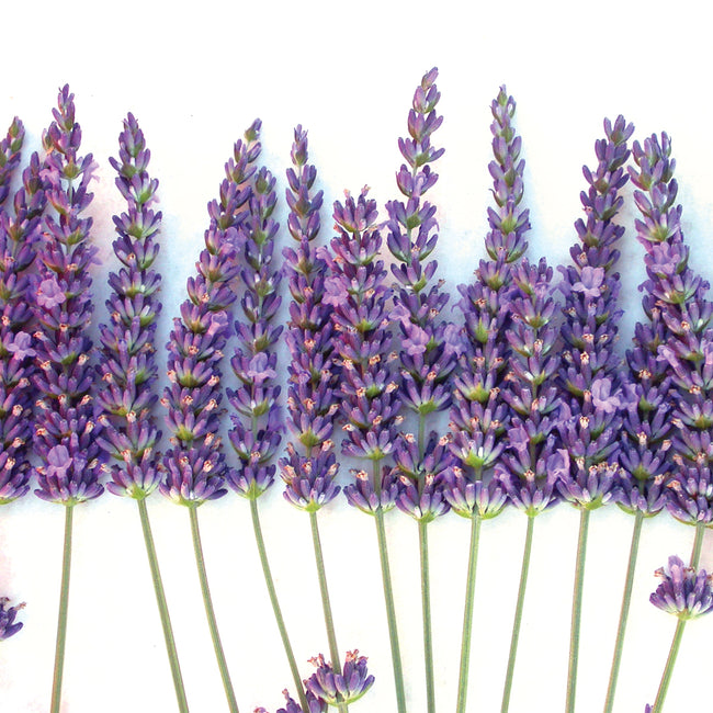 Front view of Grosso lavender transplants showing long violet flower spikes and narrow green stems on white background