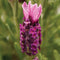BANDERA DEEP ROSE-LAVENDER