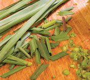 Front view of lemongrass herb transplant showing a clump of green grassy stalks on a white background