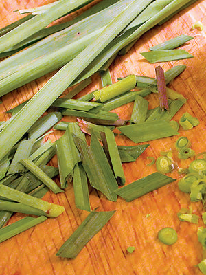 Front view of lemongrass herb transplant showing a clump of green grassy stalks on a white background